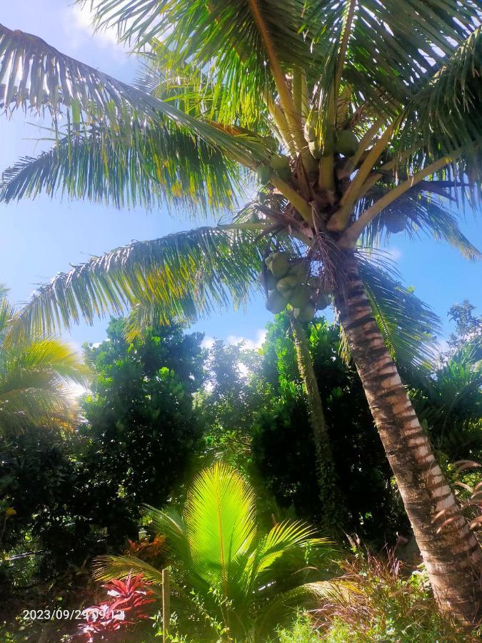 Douceur Des Hauteurs Bas De Villa, Piscine Privee Sainte-Luce Exteriör bild